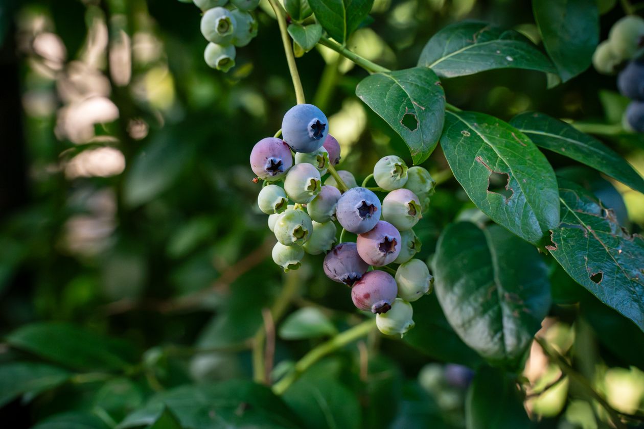 Ripe blueberries on a bush representing Fedgroup Impact Farming alternative investment